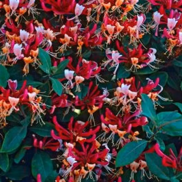 Plants By Post Lonicera Japonica Climber with Red and Yellow Flowers