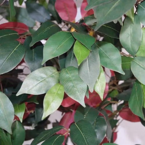 Leaf Artificial Capensia Ficus Tree in Red and Green, Height: 120 cm – 3
