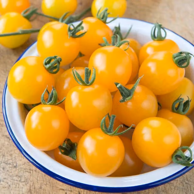 Marshalls Garden Yellow Mimi F1 Tomato Seeds, Cordon Variety, 10 Pack