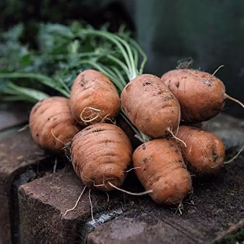 Thompson and Morgan Carrot Paris Market Atlas Vegetable Seeds, 500 Seeds