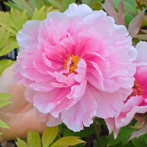 Thompson & Morgan Tree Peony Pink Large Double Flowering Ornamental Shrub, 2 x 12cm Pots