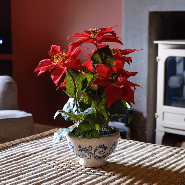 Scottish Everlastings Ltd Red and Green Poinsettia in a Classic Ceramic Pot, Height: 43 cm