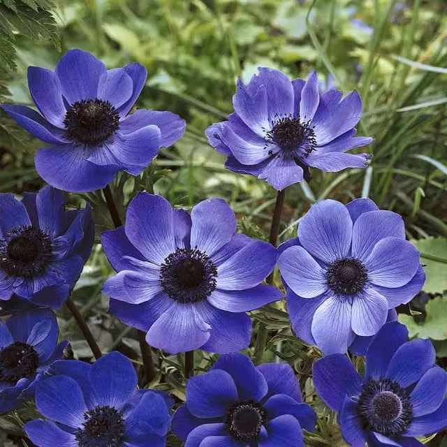 Marshalls Garden Anemone Corm Mr Fokker Blue Tuber