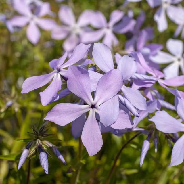Marshalls Garden Phlox divaricata Clouds of Perfume Scented Hardy Perennial Groundcover, Pink, Blue and Purple, 9cm Plant
