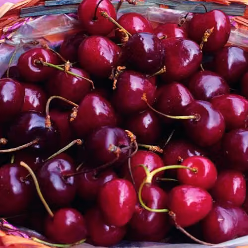 Thompson & Morgan Stella Cherry Tree, Self-Fertile Dessert Fruit Tree, 2 x 12 Litre Pots – 3