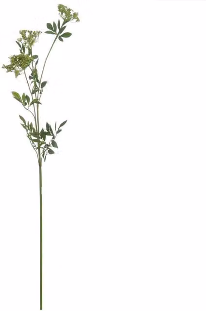 Hill Interiors Faux Ammi Floral Decoration in Green