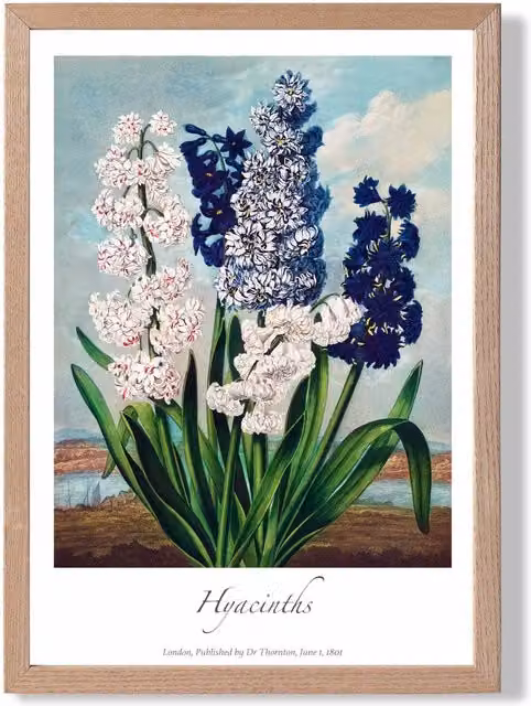 ARTZE Vintage Floral Hyacinth Flowers Framed Print with Oak Frame, Multicolour