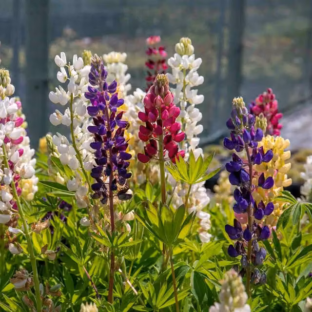 Marshalls Garden Lupin Legendary Mix Multicolour Hardy Perennial Plants, 9cm Pot