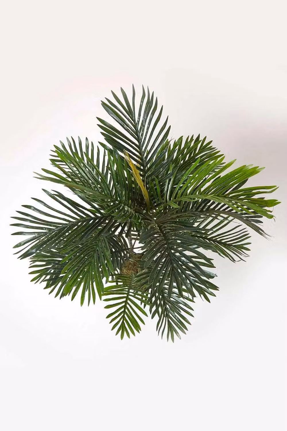 Homescapes Green Multi Stem Palm Tree in Pot, Height: 120 cm – 2
