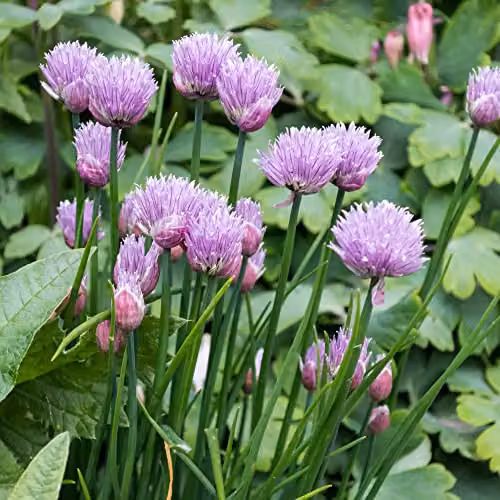 Thompson & Morgan Common Chive Hardy Perennial Herb, 1 Litre Potted Plant – 3