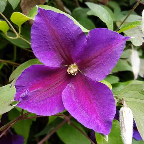 Thompson and Morgan Jackmanii Clematis with Velvety Purple Blooms, 2 x 3 Litre Pots