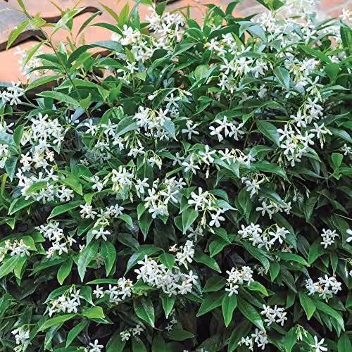 Thompson & Morgan Trachelospermum Jasminoides Star Jasmine Evergreen Climbing Shrub with Fragrant White Summer Flowers, 2 x 2L Pots – 3