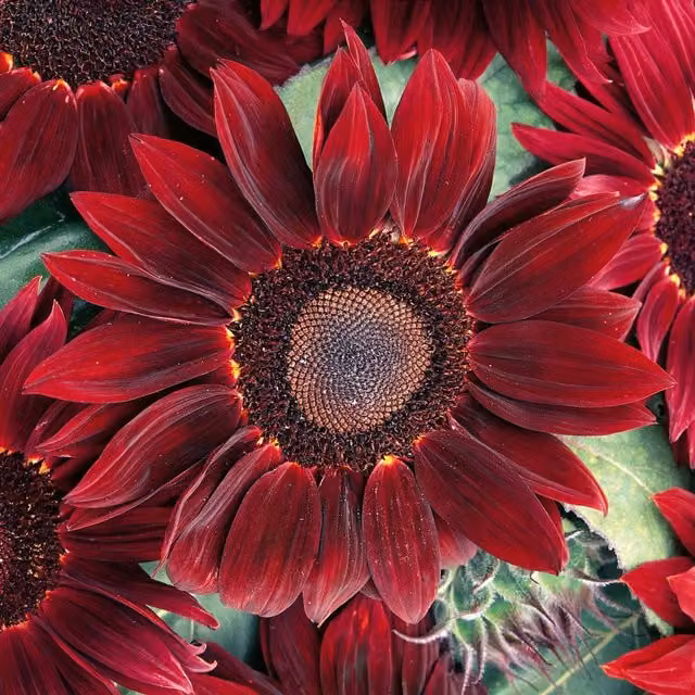Unwins Rouge Royale Red Sunflower Seeds
