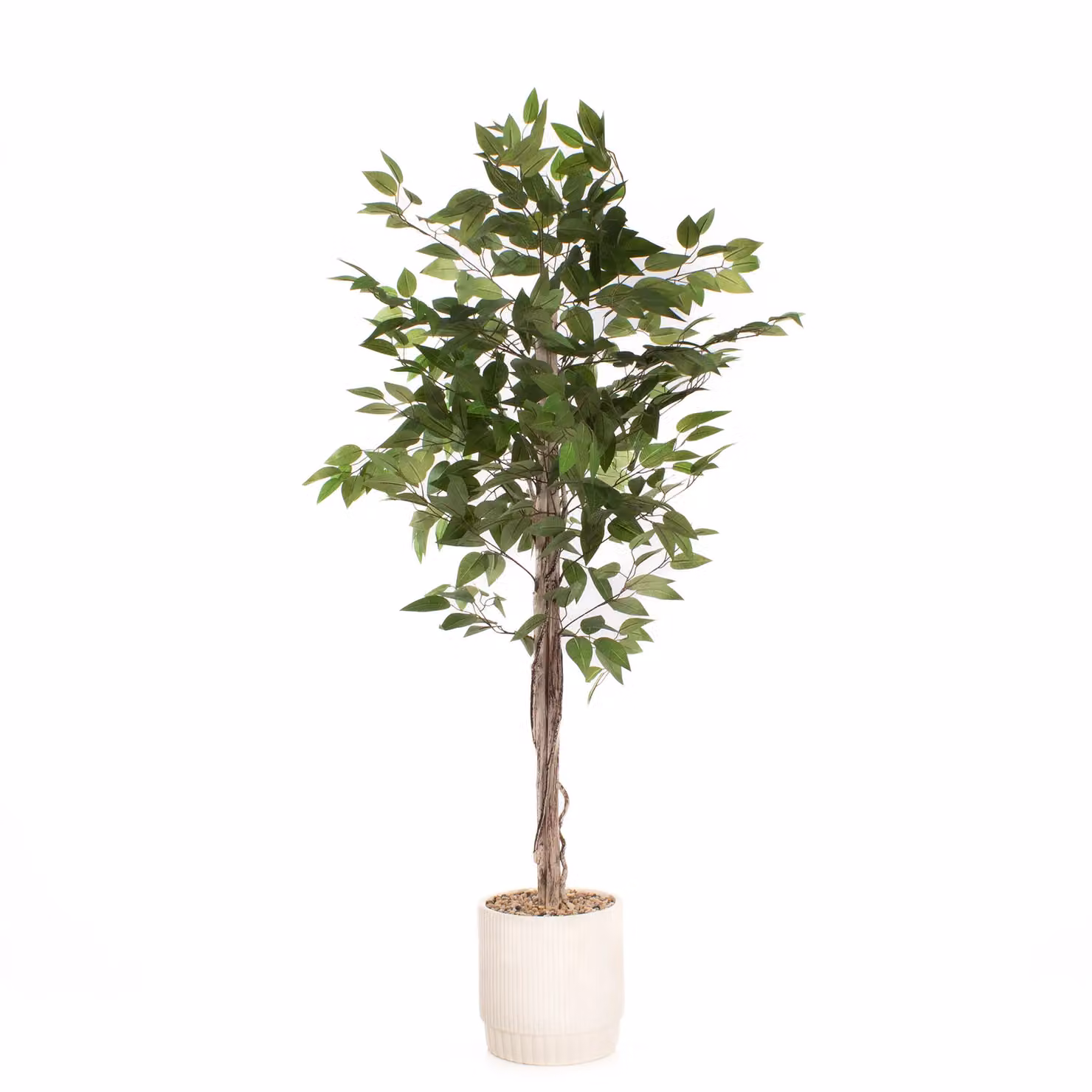 Scottish Everlastings Ltd 160 cm Green Ficus Tree in a Concrete Pot – 2