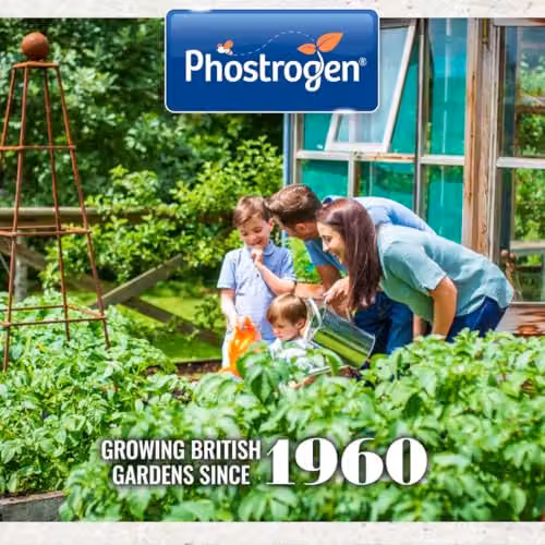 Phostrogen All Purpose Liquid Plant Food and Plant Tonic, 1 l, Orange – 7