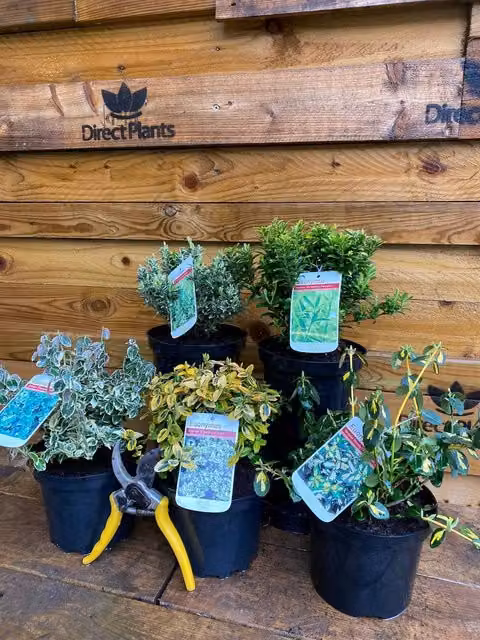 Direct Plants 5x Large Mixed Euonymus Evergreen Ornamental Garden Shrubs, 2l, Green and Multicolour