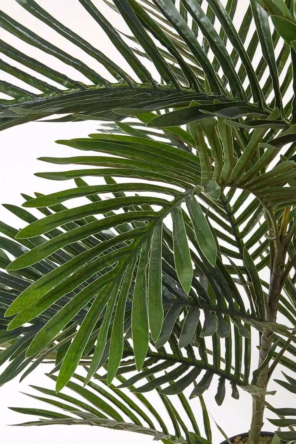 Homescapes Green Multi Stem Palm Tree in Pot, Height: 120 cm – 4