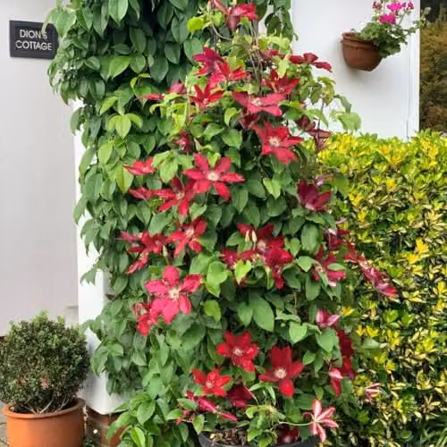 Thompson & Morgan Clematis Rebecca True Red Climbing Vine in a 3 Litre Pot – 2
