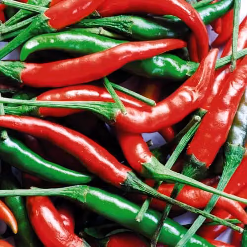 Thompson & Morgan Pepper Chilli Sizzler F1 Jalapeno Vegetable Seeds, Red, 1x Seed Packet – 2