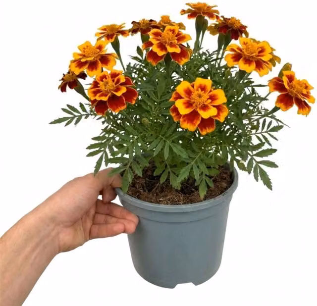 Plants By Post Marigold Durango Bolero Red Bedding Plant 2L