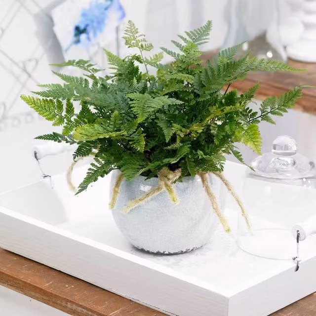 Primrose Humata Tyermanii Bunny Hares Foot Fern Green Indoor House Plant, Height: 18 cm, Pot Size: 12 cm