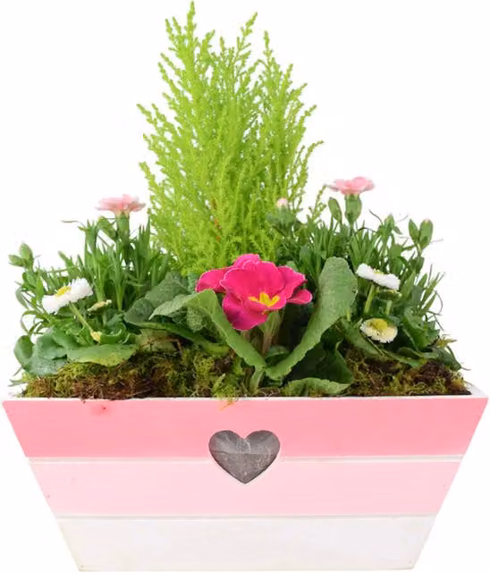 Plants by Post Pink and White Flowering Bedding Plants in a Rectangular Wooden Planter