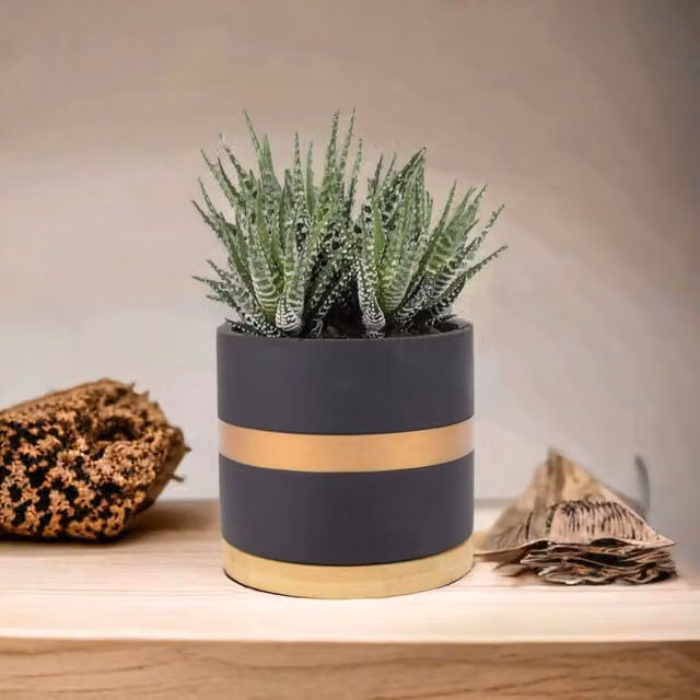 Plants by Post Haworthia Fasciata Big Band Green Succulent Indoor Plant