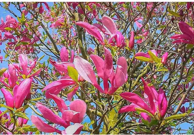 Direct Plants Magnolia Susan Ornamental Tree, 3L Pot, Green, Purple and Pink