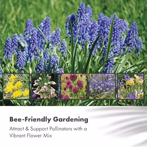 GreenBrokers Butterfly and Bee Collection Multicolour Spring Flower Bulbs – 2