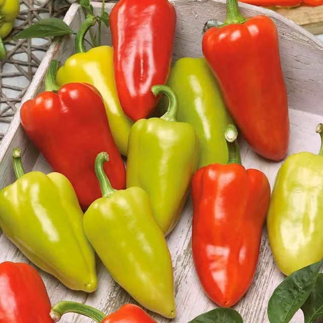 Marshalls Garden Sweet Slavus Pepper Seeds (Capsicum annuum), Early High-Yield Variety, 8 Seeds