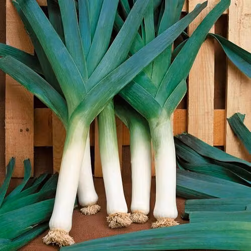 Marshalls Garden Leek Seeds Early and Late Duo Pack, White and Green – 4