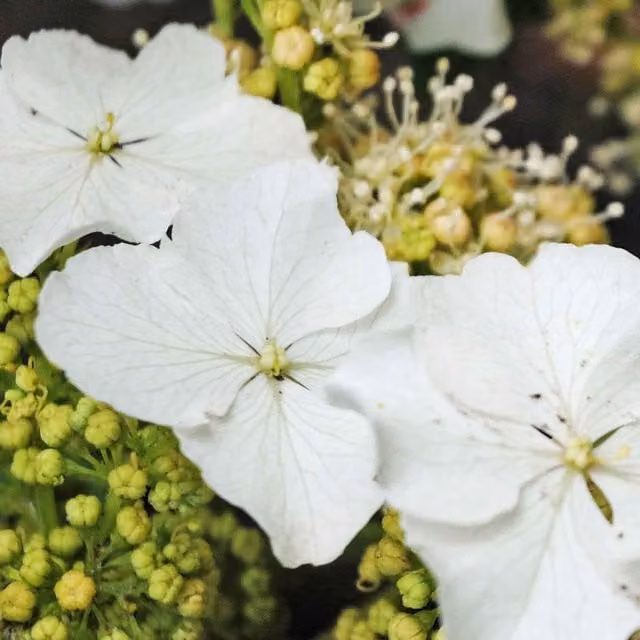 Marshalls Garden White Hydrangea quercifolia Ice Crystal Ornamental Shrub in 9cm Pot