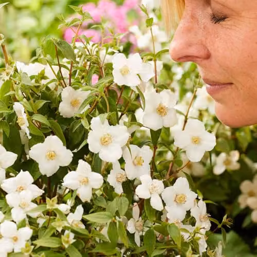 YouGarden Philadelphus Petite Perfume White Ornamental Shrub, 3L Pot – 2