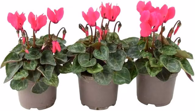 Plants by Post Dark Pink Cyclamen Autumn Flowering Bedding Plants, 3 x 9cm Pots