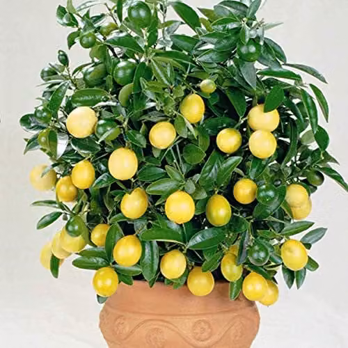 Thompson & Morgan Lemon Tree Indoor Citrus Houseplant with Yellow Fruit, 2 x 9cm Pots