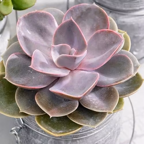 Primrose Echeveria Perle Von Nürnberg Hen and Chicks Succulent House Plant in Green, Purple and Red, 12cm Pot, Height: 10cm