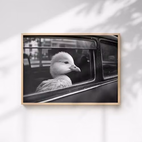 60 Second Makeover Duck In A Car Paper Poster, Multicolour, A3