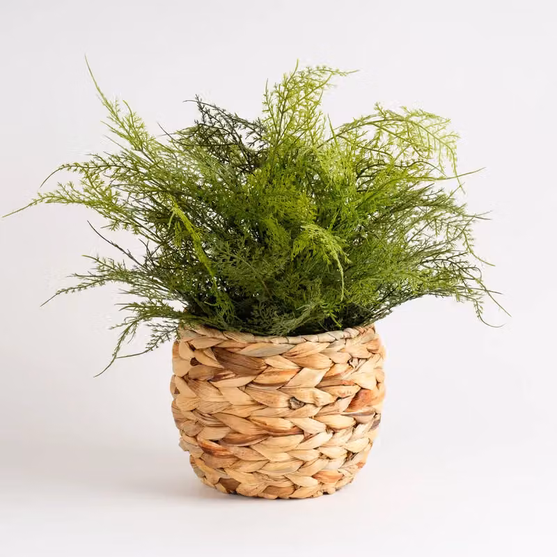 Scottish Everlastings Ltd Green Fern in a Rustic Rattan Basket, Height: 43 cm – 3