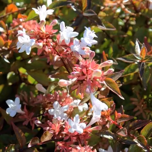 Thompson & Morgan Abelia x grandiflora Fragrant Flowering Ornamental Shrub, Pink and White, 2 x 3.6L Pots – 2
