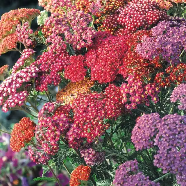 Thompson & Morgan Achillea millefolium Summer Berries Perennial Garden Ready Plants, Multicolour/Green