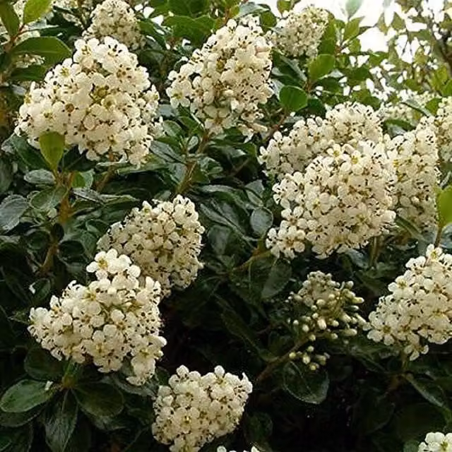 Direct Plants Escallonia Iveyii Evergreen White Flowering Shrub
