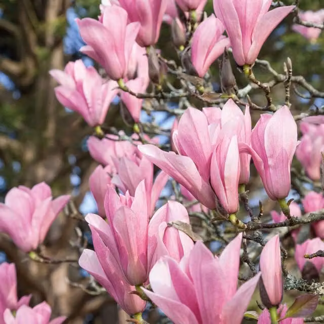Marshalls Garden Magnolia Plant Collection - Heaven Scent, Royal Star and Leonard Messel in Pink and White, 9cm Pot