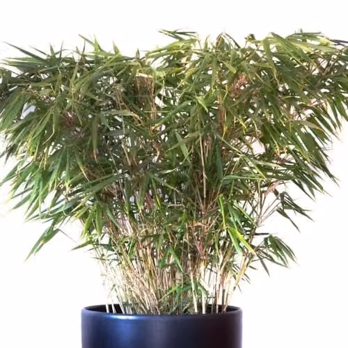 Thompson and Morgan Fargesia Rufa Hardy Bamboo, Two Toned Green and Grey Foliage, 2 x 19cm Potted Plants with 2 x Patio Pots