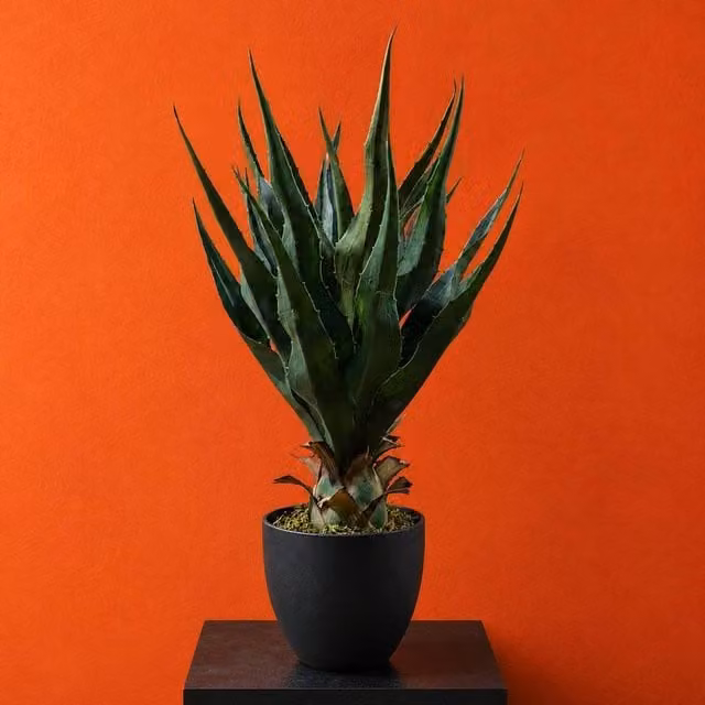 Leaf Premium Artificial Green Agave Tropical Yucca Succulent Potted Plant, Height: 70 cm