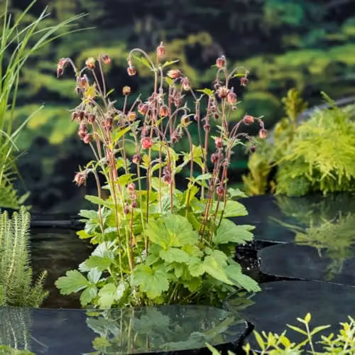 Thompson and Morgan Geum Rivale Water Avens Hardy Perennial Wildflower, Orange and Pink, 3 x 1 Litre Pots – 2