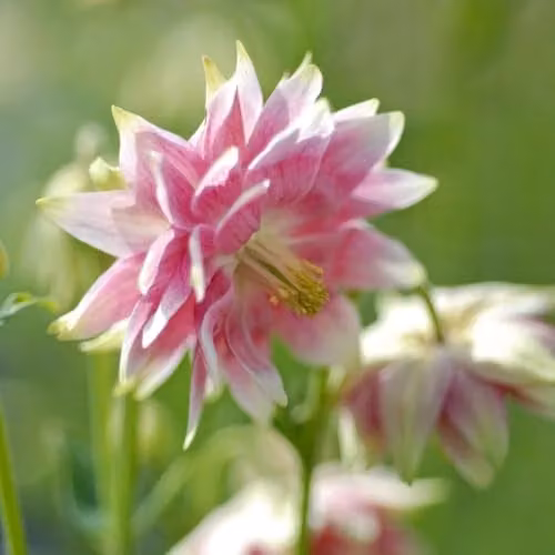 Thompson & Morgan Aquilegia Nora Barlow Double Pink and White Columbine Flower Seeds, 50 Seeds