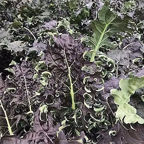 Thompson and Morgan Kale KX-1 Red Purple Vegetable Seeds, 150 Seeds