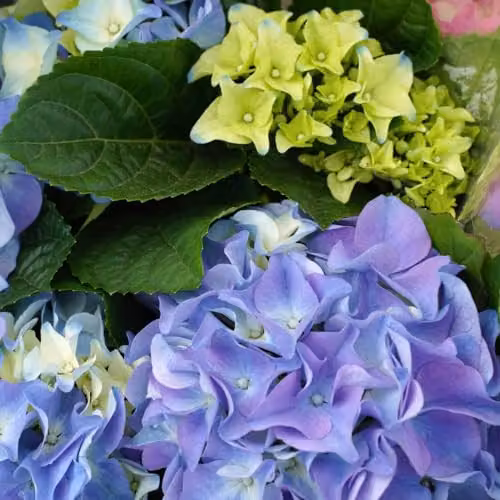 Thompson and Morgan Hydrangea macrophylla Early Blue Ornamental Shrub, 9cm Pot – 2
