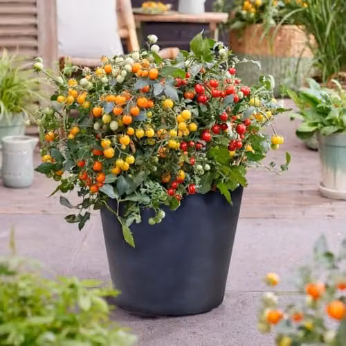Thompson & Morgan Tomato Tiny Temptations Mixed Seed Packet, 6 Seeds, Multi-Colour Cherry Fruits