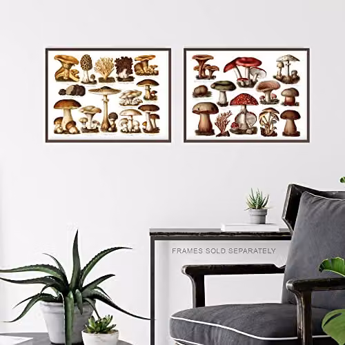 Artery8 Set of 3 Vintage Mushroom Illustration Wall Art Prints, Multicolour Botanical Paper Posters, W: 21.0 cm, H: 29.7 cm – 5